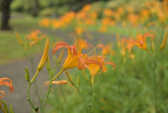 花径