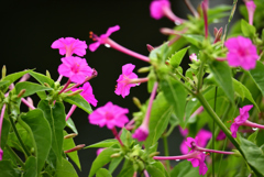 白粉花も濡れて