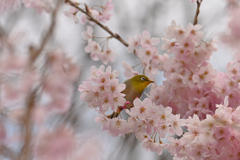 桜と生きる