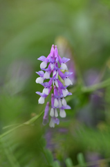 藤の花のイメージで