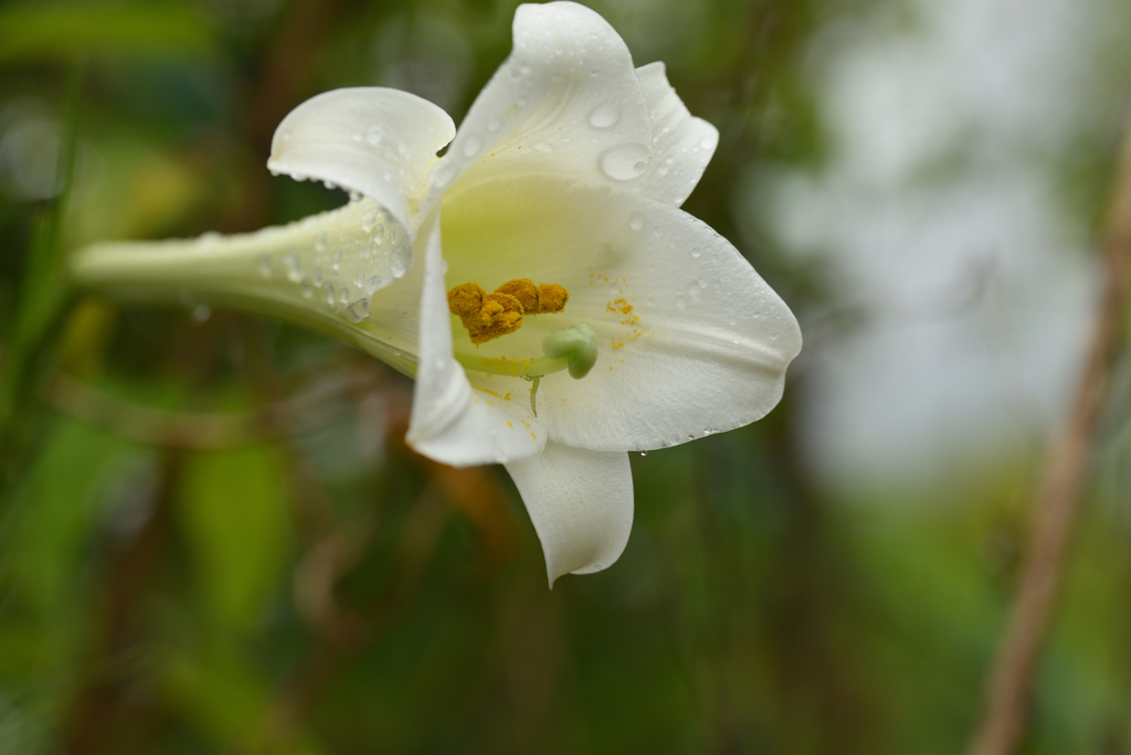 百合
