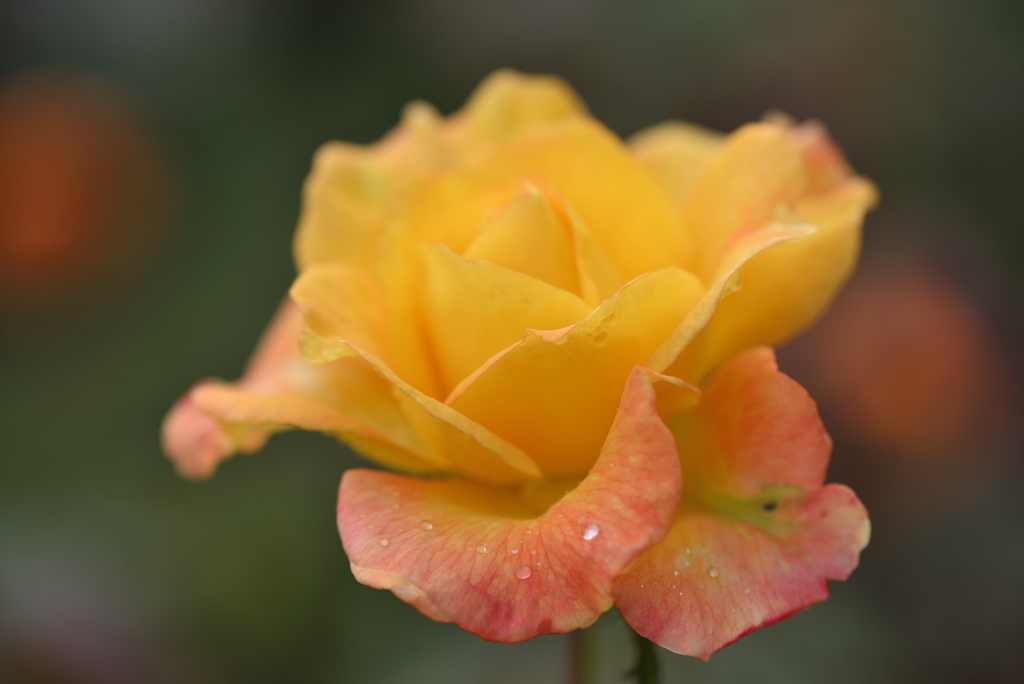 薔薇