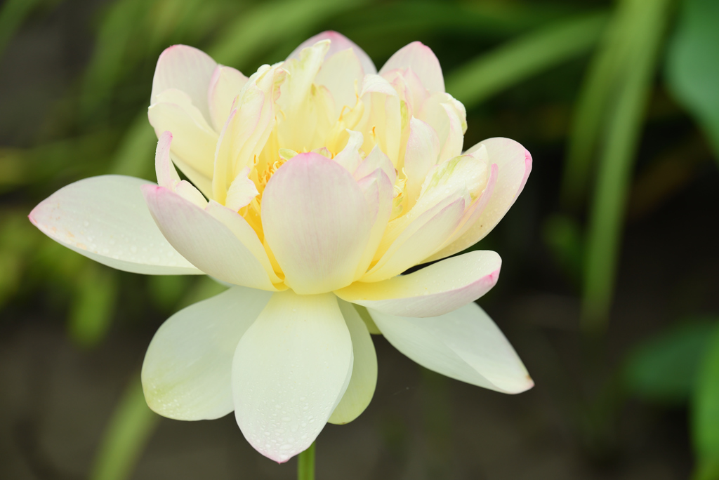蓮花