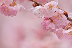 雨の春めき桜