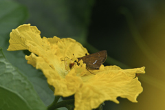 胡瓜の花