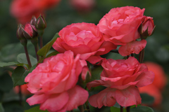 赤薔薇の印象