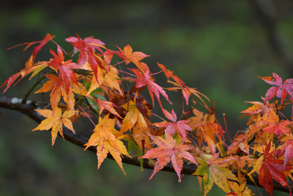 濡れ紅葉