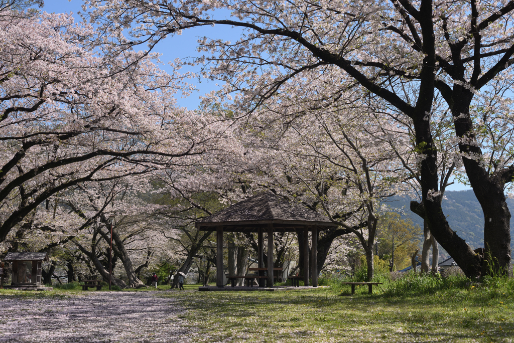 花盛りの公園