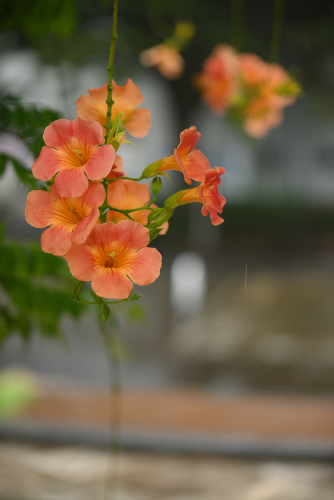 残り花-4