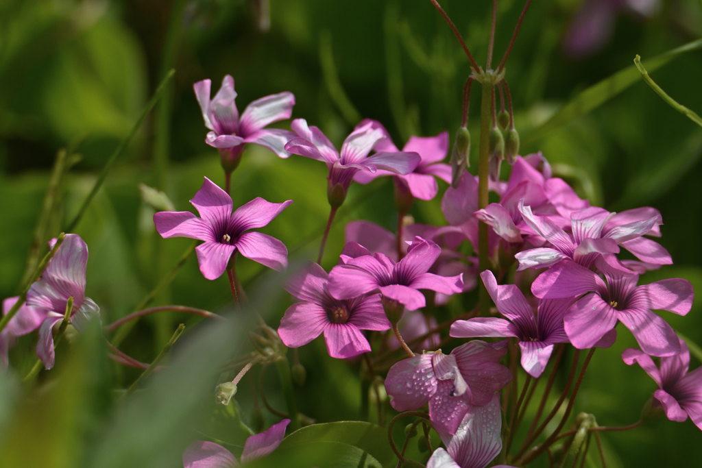 春の芋片喰