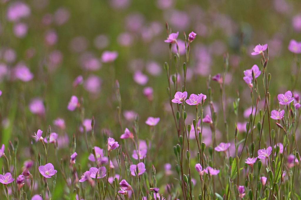 休耕田の花