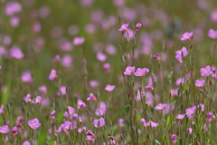 休耕田の花