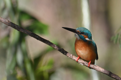 好い目をしてるね