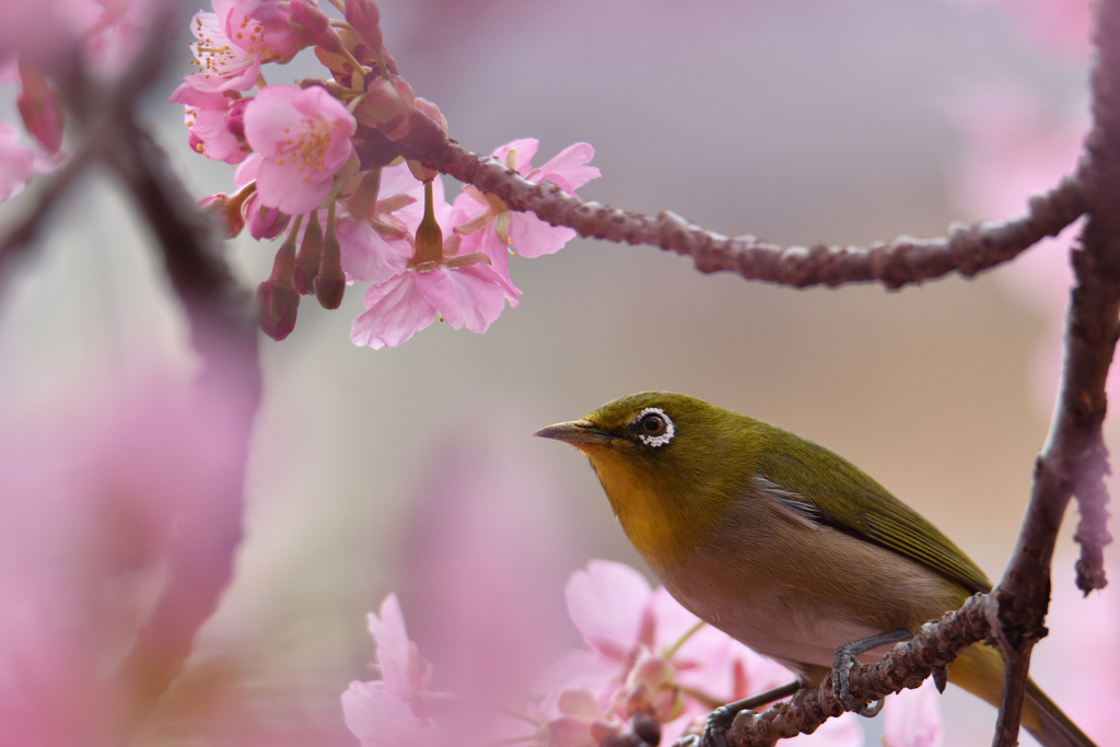 河津桜と目白