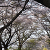 山の桜
