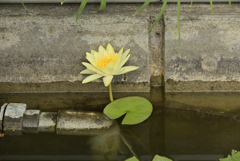 花と葉っぱ