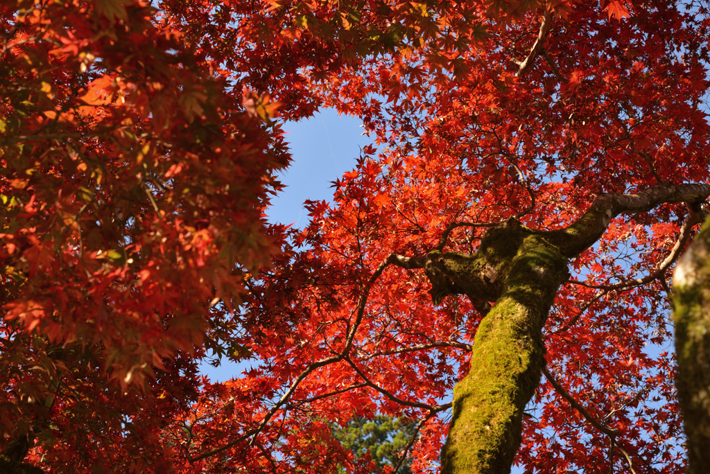 空の紅