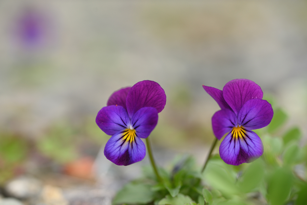 小さくこんにちは