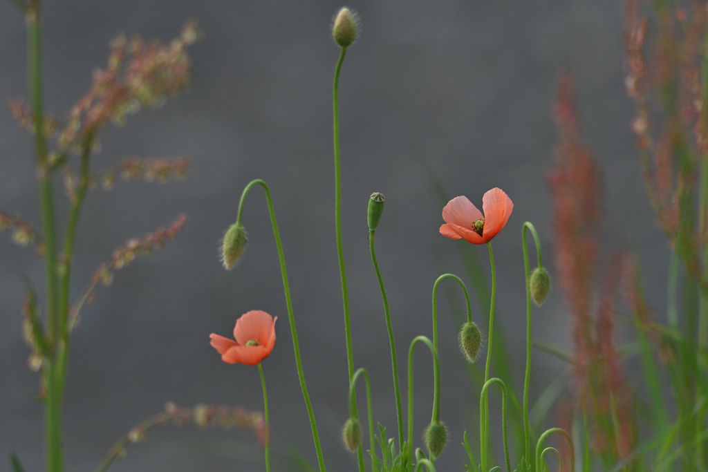 野草の歌