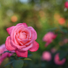 薔薇