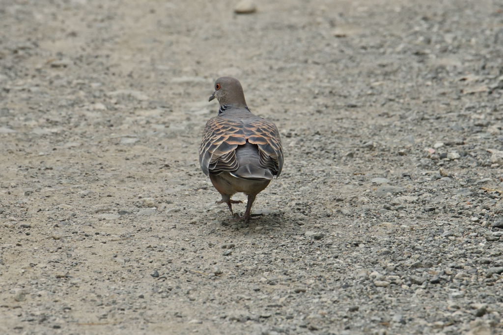 鳩の水先案内