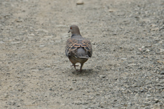 鳩の水先案内