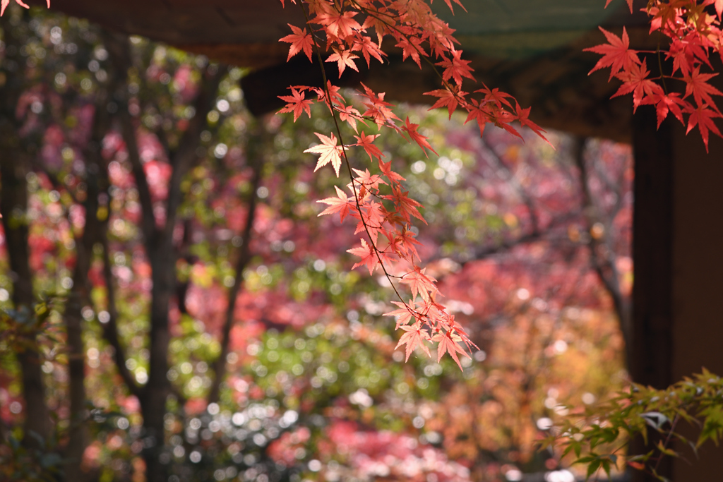 煌めき紅葉