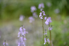 野草でもね_2020-⑥