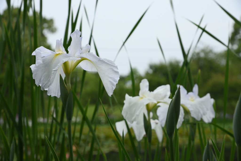 空が青かったら