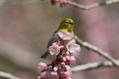 胸に花を抱き