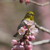 胸に花を抱き