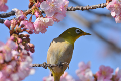 遊ばれて