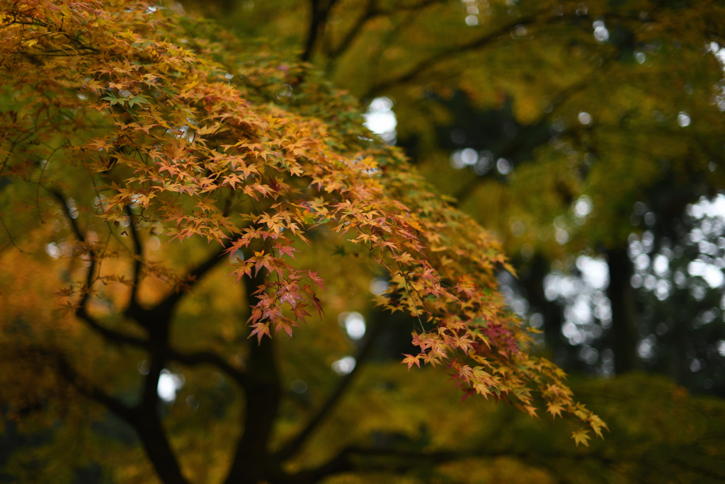 流れる紅葉