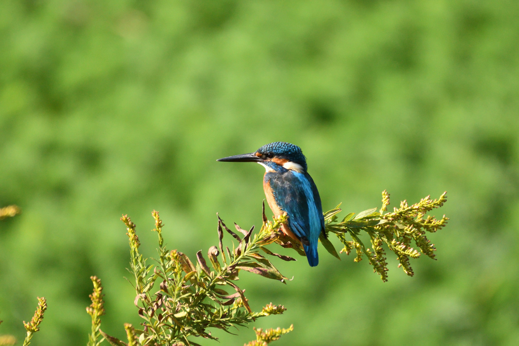 コバルトライン