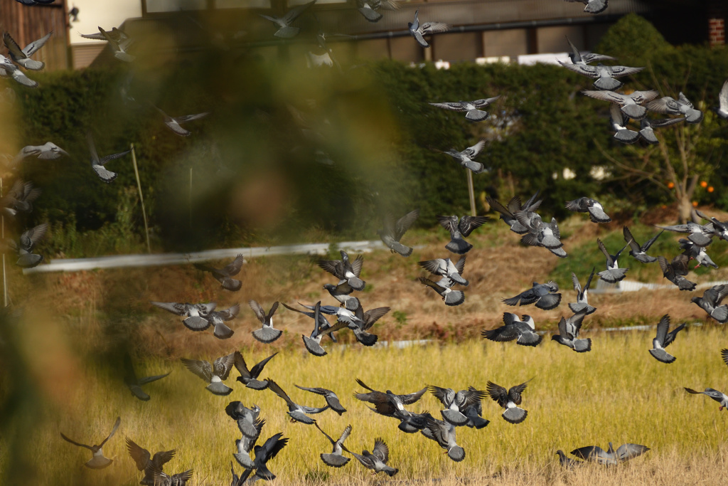 ヒッチコックの鳥