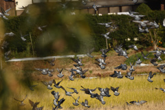 ヒッチコックの鳥