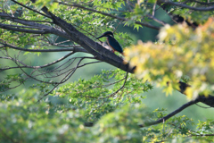 公園の翡翠