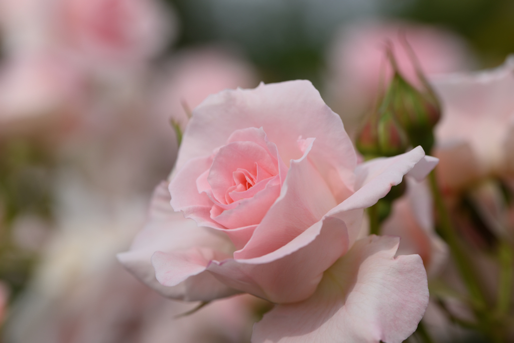 花は優しくね