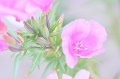色待宵草 ②