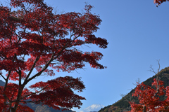 お山が見守る秋