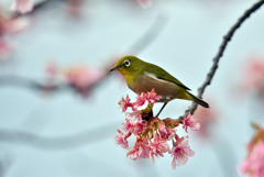河津桜と野鳥-1