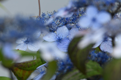 花に迷う-1