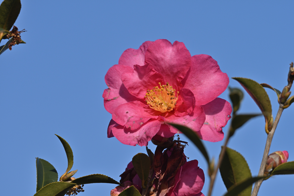 山茶花