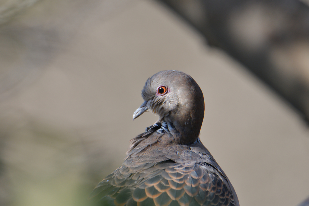 山鳩の目