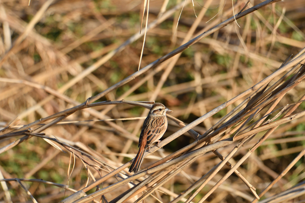 変わらずに葦の中