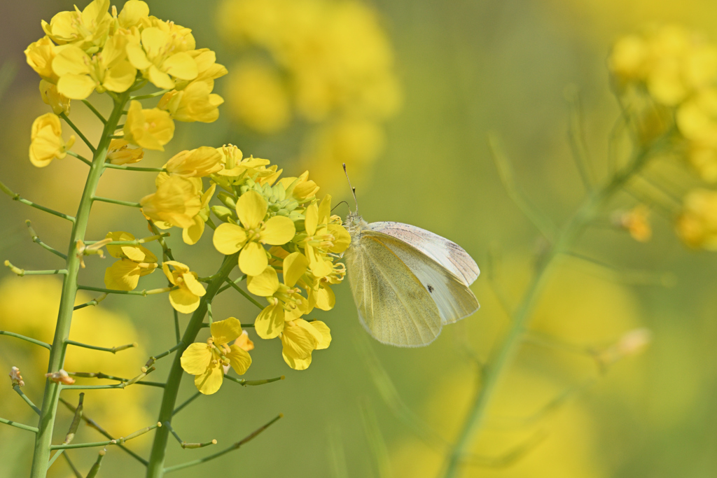 菜の花の友達