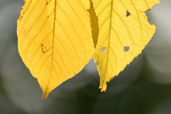 秋色エトセトラ 秋色エトセトラ