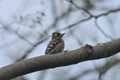 僕でも画になる？