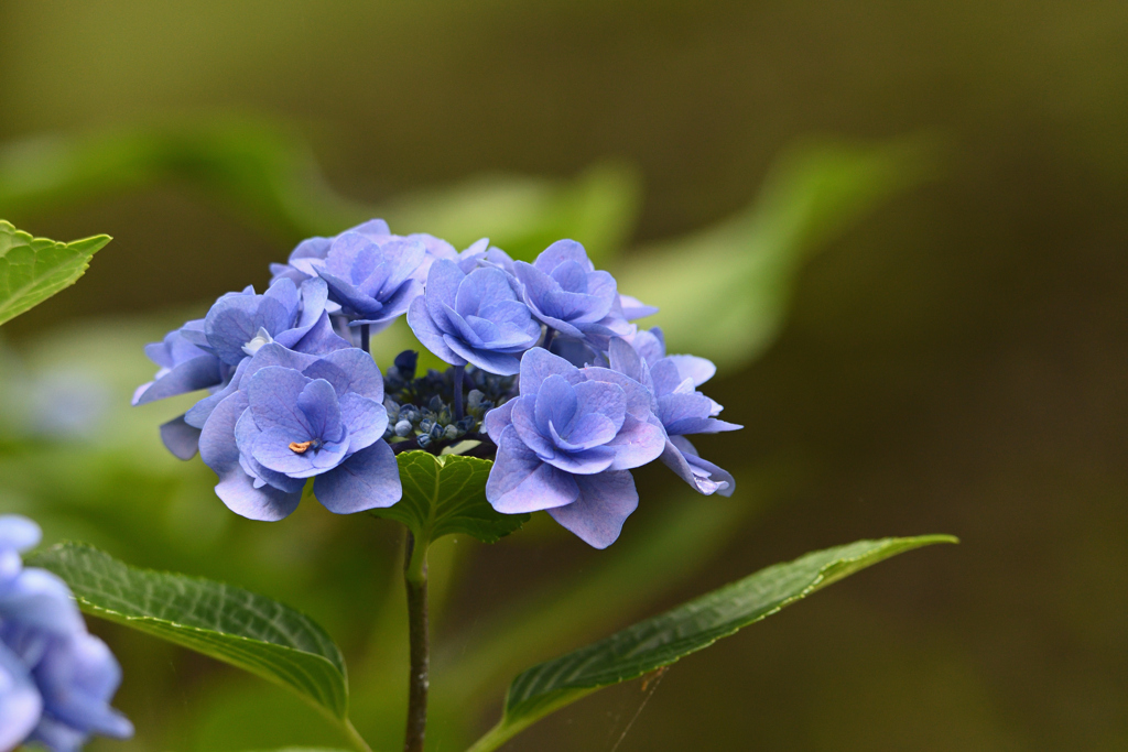 紫陽花ももう終わり