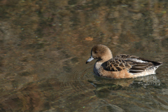 緋鳥鴨